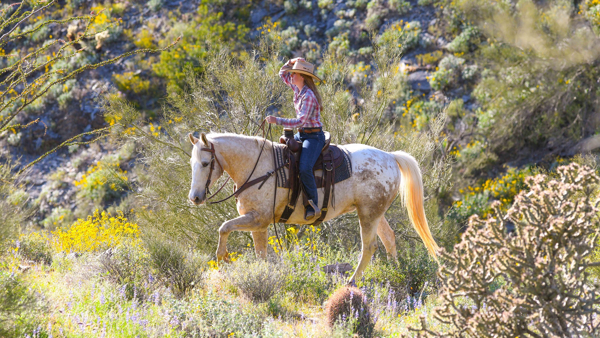 fatrobotdesign: Best Horseback Riding In Arizona